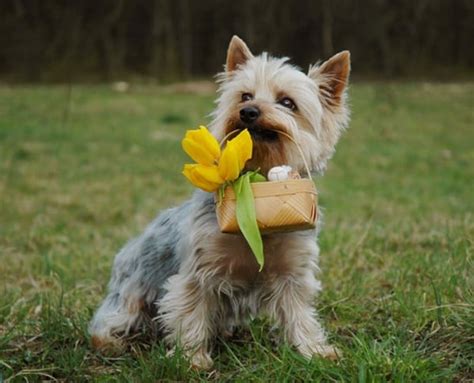 what are the cheapest dogs to own
